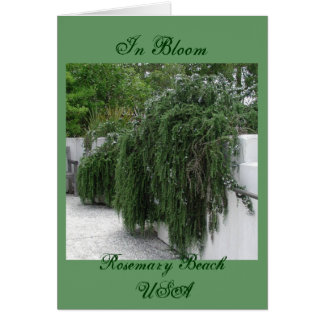 Rosemary Beach, Rosemary