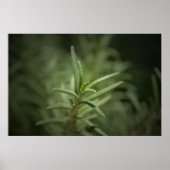 Rosemary Beauty Poster (Voorkant)