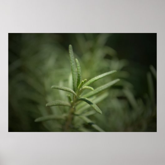 Rosemary Beauty Poster (Voorkant)