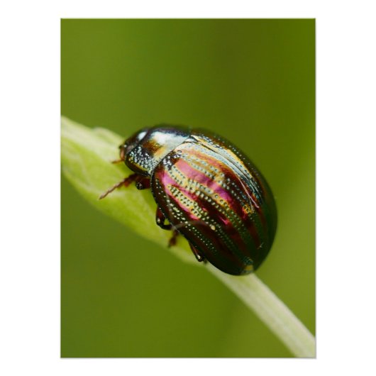 Rosemary Beetle Poster (Voorkant)