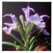 Rosemary Flowers Tegeltje (Voorkant)
