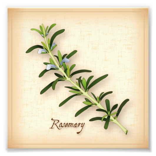 Rosemary Herb Photo Print Foto Afdruk (Voorkant)