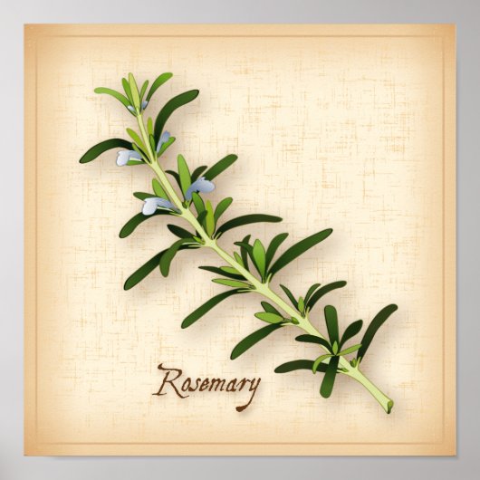 Rosemary Herb Poster (Voorkant)