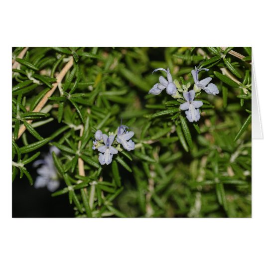 Rosemary in Bloom Flowering Herb Foto (Voorkant Horizontaal)