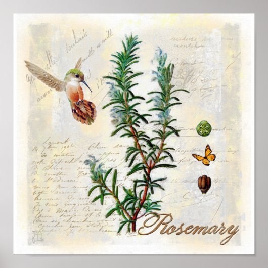 Rosemary, kruiden Hummingbird Botanical Art Print (Voorkant)