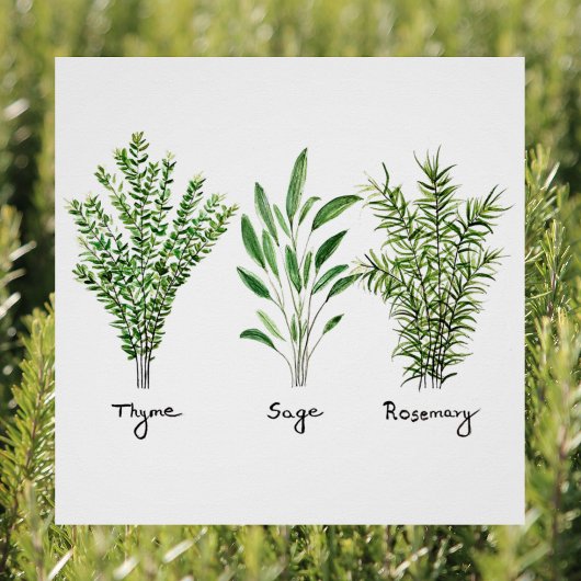 Rosemary Thyme Sage Herbs Culinaire Keukenkaak P Perfect Poster