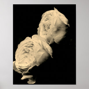 Rosenpaar in Sepia Tinten Poster