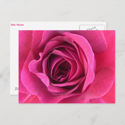 Rosentraum in rosa briefkaart (Voorkant / Achterkant)
