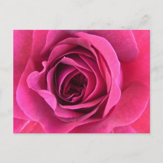 Rosentraum in rosa briefkaart
