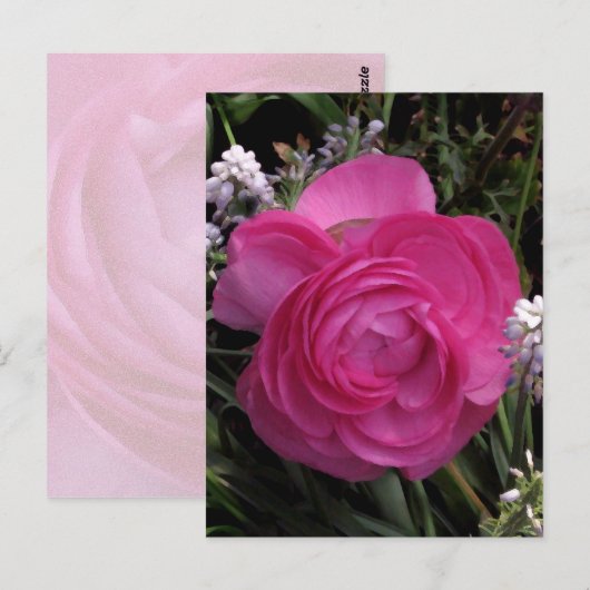 RoseRed... Briefkaart (Voorkant / Achterkant)