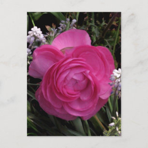 RoseRed... Briefkaart