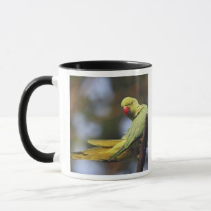 Roseringed Parakeet, Nationaal Park Keoladeo Mok