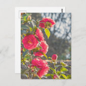 Roses  briefkaart (Voorkant / Achterkant)