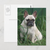 Rosey in het gras briefkaart (Voorkant / Achterkant)