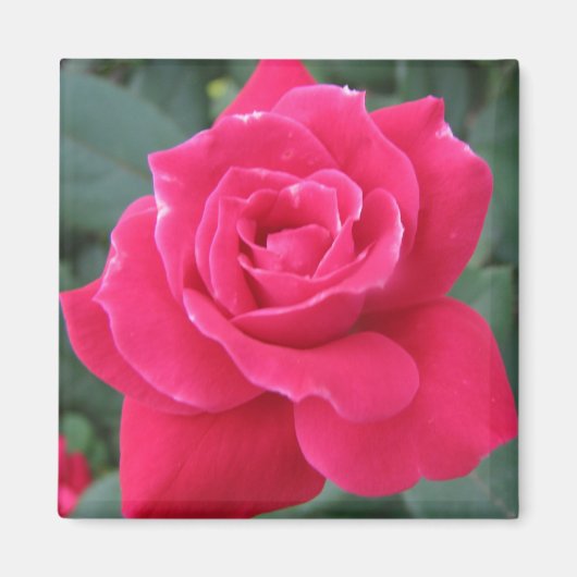 Rosey Magneet (Voorkant)