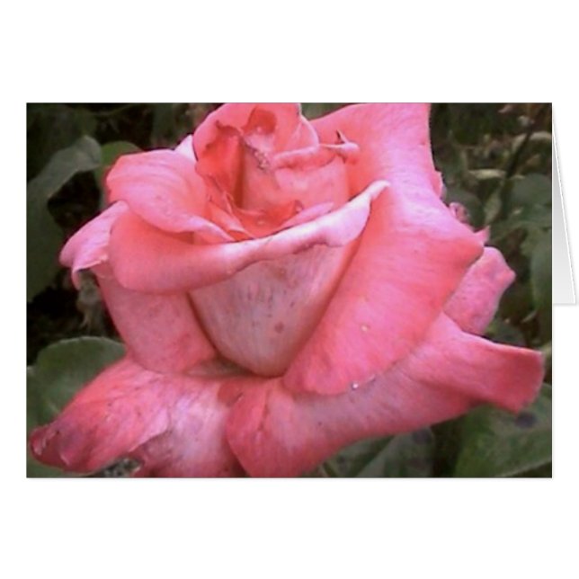Rosey Pink (Voorkant Horizontaal)