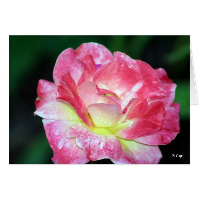Rosey, S Cyr (Voorkant Horizontaal)