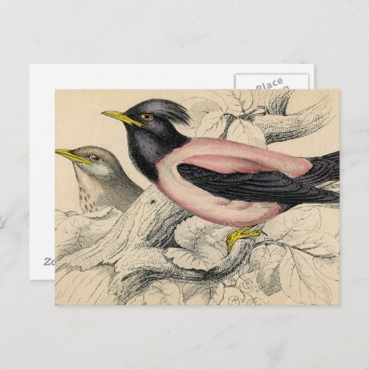 Rosie Bird Sketch Briefkaart (Voorkant / Achterkant)