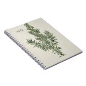 Rosmarinus Officinalis uit 'A Curious Herbal', 1 Notitieboek (Rechterzijde)
