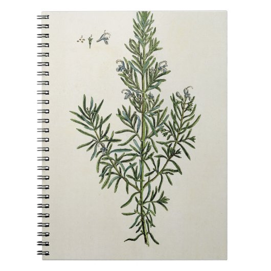 Rosmarinus Officinalis uit 'A Curious Herbal', 1 Notitieboek (Voorkant)