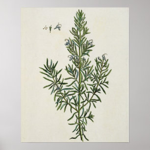 Rosmarinus Officinalis uit 'A Curious Herbal', 1 Poster