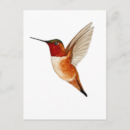 Rosse Kolibrie Briefkaart