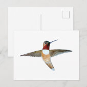 Rosse Kolibrie Briefkaart (Voorkant / Achterkant)