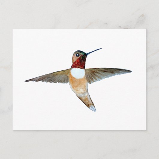 Rosse Kolibrie Briefkaart (Voorkant)