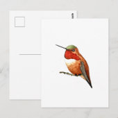 Rosse Kolibrie Briefkaart (Voorkant / Achterkant)