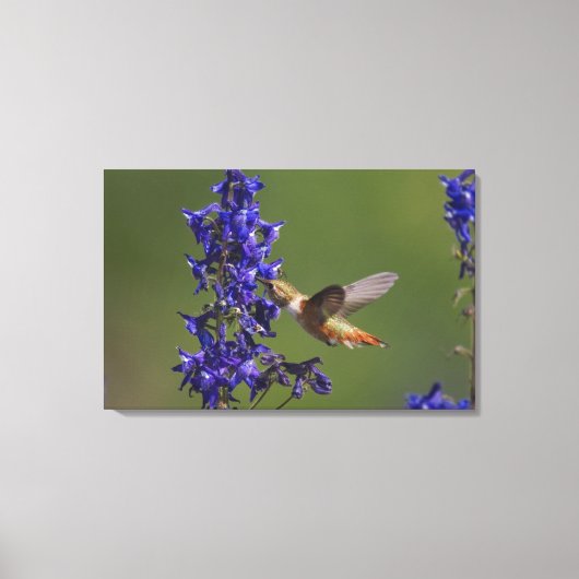 Rosse Kolibrie Canvas Afdruk (Voorkant)