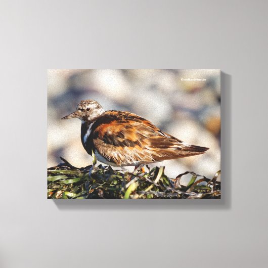 Rosse Steenloper Strandvogel op het Strand Canvas Afdruk (Voorkant)