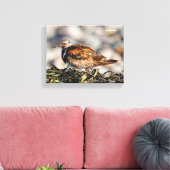 Rosse Steenloper Strandvogel op het Strand Canvas Afdruk (Insitu (Woonkamer))