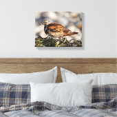 Rosse Steenloper Strandvogel op het Strand Canvas Afdruk (Insitu (Slaapkamer))