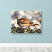 Rosse Steenloper Strandvogel op het Strand Canvas Afdruk (Insitu (Houten vloer))
