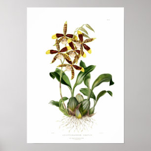 Rossioglossum gegrandeerd door Miss Drake. Poster