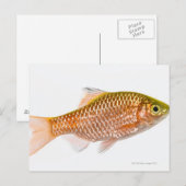 Rosy barbaars (Puntius conchonius) Briefkaart (Voorkant / Achterkant)