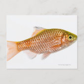 Rosy barbaars (Puntius conchonius) Briefkaart (Voorkant)
