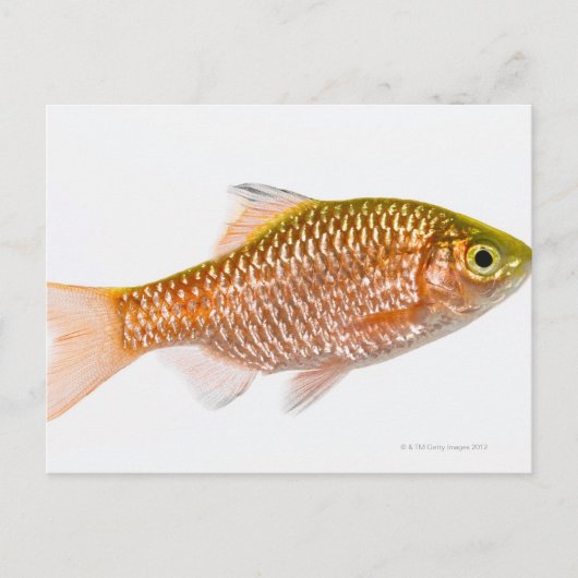 Rosy barbaars (Puntius conchonius) Briefkaart (Voorkant)