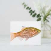 Rosy barbaars (Puntius conchonius) Briefkaart (Staand voorkant)