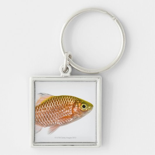 Rosy barbaars (Puntius conchonius) Sleutelhanger (Voorkant)