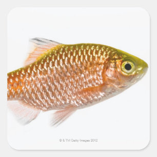 Rosy barbaars (Puntius conchonius) Vierkante Sticker