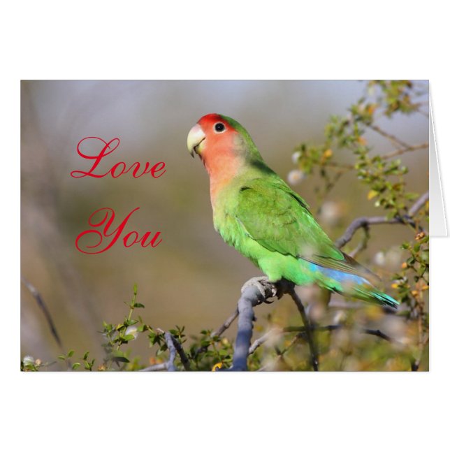 Rosy-gelaagde liefdesvogel (Voorkant Horizontaal)