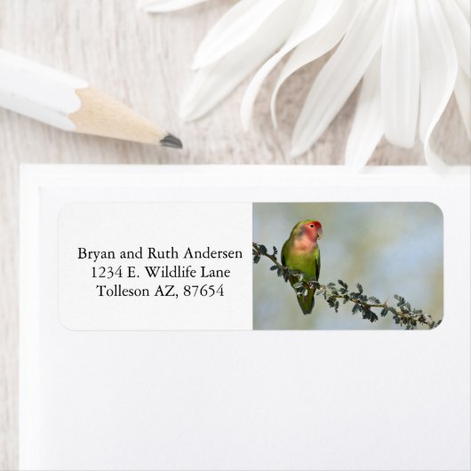 Rosy-gelaatstrekkende liefvogel op een tak etiket (Insitu)