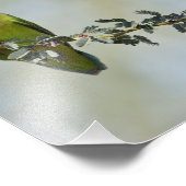 Rosy-gelaatstrekkende liefvogel op een tak foto afdruk (Hoek)