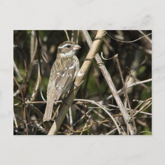 Rosy Gros Briefkaart (Voorkant)