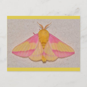 Rosy Maple Moth. Briefkaart