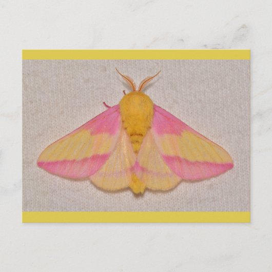 Rosy Maple Moth. Briefkaart (Voorkant)