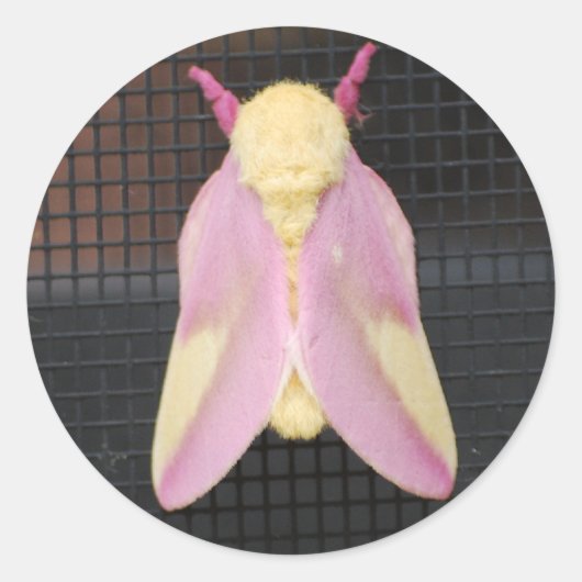 Rosy Maple Moth sticker (Voorkant)