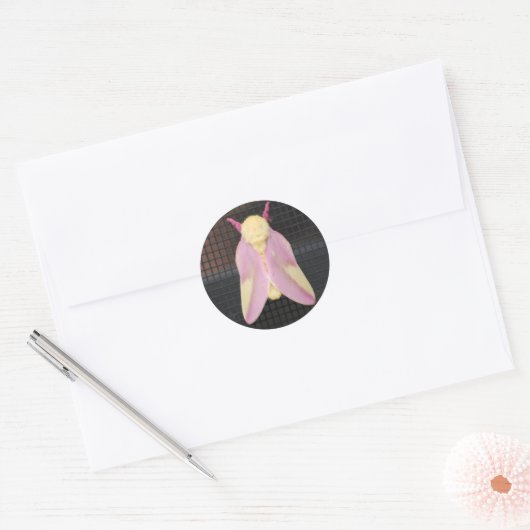 Rosy Maple Moth sticker (Envelop)