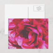 Rosy Roos Briefkaart (Voorkant / Achterkant)